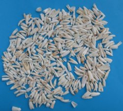 1/2 pound bag Alligator Teeth 1/2 inch to 1 inch 