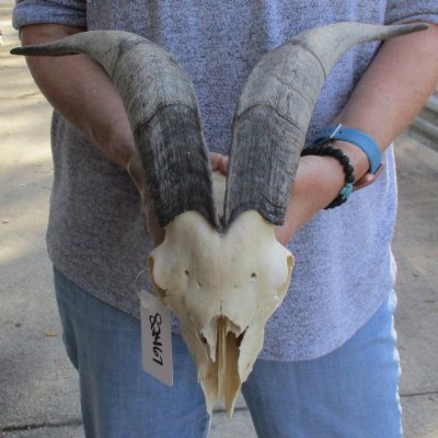 Discounted Goat Skull & Skull Plate