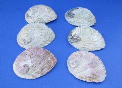 Wholesale South African Abalone - 4 to 5 inches - 12 pcs @ $3.20 each; 60 pcs @ $2.85 each
