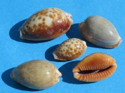 3/4 to 1 inches  Erosaria helvola, the honey cowry, 100 pcs @ .08 each ; 1000 pc @ $.07 each 