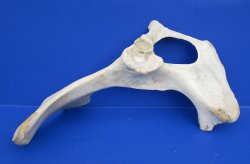 Wholesale Water Buffalo Hip bones (half pieces) 16 inches to 20 inches -  <font color=red>*SALE* </font> 2 pcs @ $7 each
