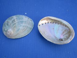 3-1/4" to 4" Wholesale Green Haliotis laevigata abalone shell for sale - 25 pcs @ $.90 each