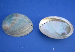 3-1/4" to 4" Wholesale Buff Polished Green Haliotis laevigata abalone shell for sale - 25 pcs @ $1.20 each; 100 pcs @ $.1.08 each