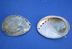 3-1/4" to 4" Wholesale High Polished Green Haliotis laevigata abalone shell for sale - 5 pcs @ $1.70 each; 50 pcs @ $.1.53 each