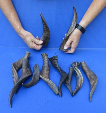 Goat Horns, Africa, India