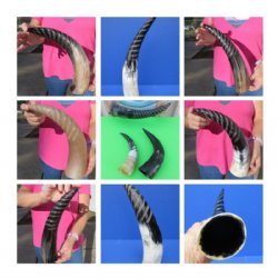 Carved Spiral Polished Cattle/Cow Horns 12  to 15 inch (2 pc, 10 pc)