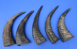 Semi-polished water buffalo horns 13 to 15 inch (2 pc, 20 pc)