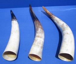 Polished White Cattle/Cow Horns  20 to 24 inch (1 pc, 6 pc)