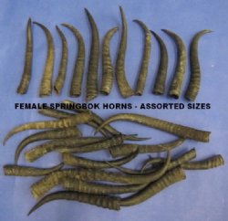 Female Springbok Horns 4 to 9 inch (4 pc, 20 pc)