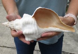 Horse Conch Shell Hand Picked