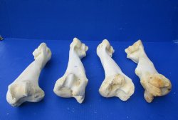 Wholesale Water Buffalo Humerus leg bones, 11 to 13 inches long - 2 pcs @ $10 each; 6 pcs @ $9 each <font color=red>*SALE* </font>