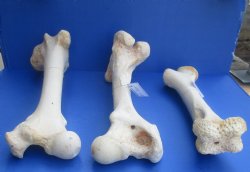 Wholesale giraffe humerus leg bones from the upper leg 17 to 21 inches long - $55 each