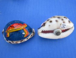 Wholesale Painted Tiger Cowrie Shell with 3D Sealife magnet 2" to 2-1/4" - 20 pcs @ $1.60 each; 60 pcs @ $1.40 each