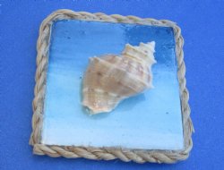 Wholesale Seashell Magnets 2"x2" - 20 pcs @ $.90 each; 80 pcs @ $.81 each