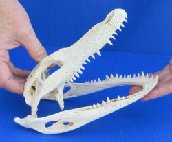 Florida Alligator Skull 7 and 8 inch long 