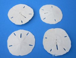  3-1/2" - 3-7/8" Wholesale Florida Round Sand Dollars - (We do not replace broken sand dollars) Flat of 180 pcs @ $.65 each - <font color=red>(LOCAL PICKUP ONLY - CANNOT BE SHIPPED)</FONT>
