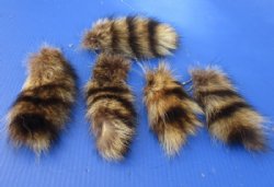 Small Raccoon Tails...