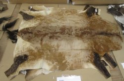 B-Grade Red Hartebeest Skin Rug, red hartebeest Hide - (1 pc)