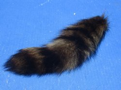 Dyed Raccoon tails 5 to 9 inch (5 pc, 20 pc)