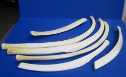 Wholesale African Giraffe Rib Bone 17 to 33 inches long - $45 each; 5 pcs @ $40 each.