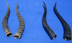 Matching pair of Blesbok Horns 11 to 13 inch (1 pair)