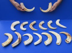 Large Wholesale African warthog tusks 10 inches to 10-7/8 inches - 1 pieces @ $44.00 each; 4 pieces @ $39.00 each 