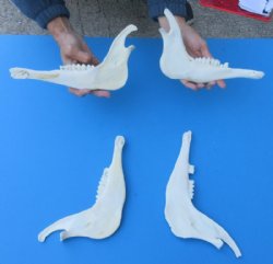 4 piece lot of Blesbok Jaw bones (damliscus dorcas phillipsi) 8" to 9" long $14/lot