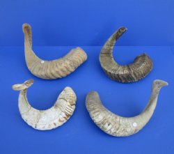 Sheep Horns, Ram Horns  20 to 22 inch (1 pc, 8 pc)