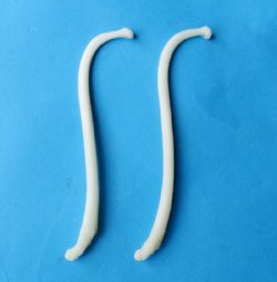 Wholesale penis raccoon bones, raccoon baculum, 3-1/2 inches to 4-1/2 inches long - 5 pcs @ $6.00 each; 20 pcs @ $5.40 each