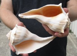 Whelk Shells, Knobbed Whelks, Lightning Whelks, Hand Picked