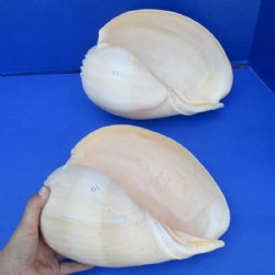 Melon Shells Hand Picked