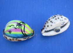 Wholesale Painted Tiger Cowrie Shell with Beach scene magnet 2" to 2-1/4" - 10 pcs @ $1.30 each; 60 pcs @ $1.17 each