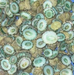 Wholesale Green limpet shells, commercial grade in bulk bags 1/2" to 1" - 1/2 pound bag @ $24 (1/2 lb bag); 5 lb bag @ $215/bag ($21.50/1/2 lb)