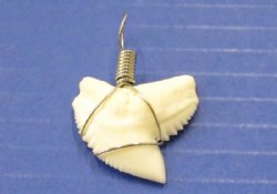 1" to 1-1/8" wrapped Tiger Shark Tooth pendant (5 pcs, 50 pcs)