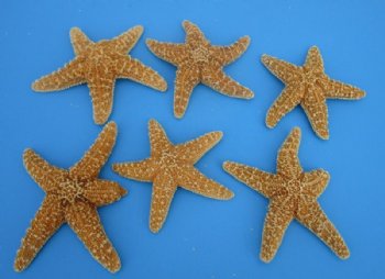 Sugar Starfish in Bulk 