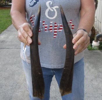 Nyala Horns