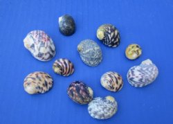 Wholesale Bleeding ...