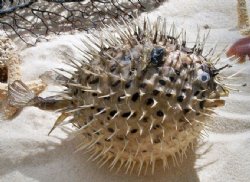 Porcupine Blow fish Wholesale, Porcupine Fish With Sharp Spines, 9 inches to 10 inches - 10 pcs @ $6.00 each