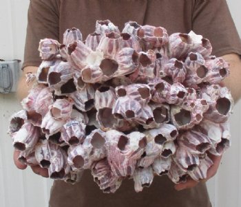 Purple Barnacles Wholesale