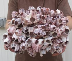 Purple Barnacles Wholesale