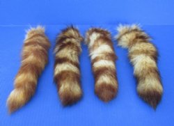 Wholesale Crystal Dyed Tanned Raccoon Tails, 7 to 11 inches long - 2 pcs @ $6.00 each; 8 pcs @ $5.25 each