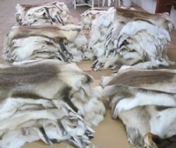 Tanned Reindeer Skins Standard Grade - (4 pc)