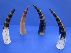 Polished Drinking Horn stand 4-3/4 to 5-3/4 inch tall (4 pc, 12 pc)