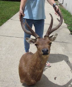 For Sale Rusa Deer Shoulder Mount - $250.00 - Pick Up Only