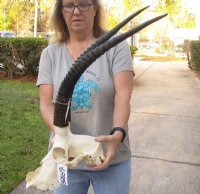 Discounted Sable and Roan Skull & Skull Plate