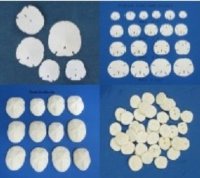 Sand Dollars and Sea Biscuits