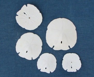 Arrowhead and Keyhole Sand dollars