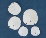 Arrowhead and Keyhole Sand dollars