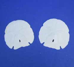 Case of 150 Florida Arrowhead Sand Dollars Wholesale 4-1/2 to 4-7/8 inches @ .90 each  <font color=red> (LOCAL PICKUP ONLY -- CANNOT BE SHIPPED)</font>