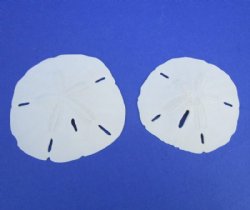 3" - 3-1/2" Wholesale Florida Round Sand Dollars - Flat of 200 @ .52 each -<font color=red> (LOCAL PICKUP ONLY -- CANNOT BE SHIPPED)</font>